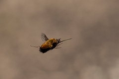 David Plant Photography - Wildlife Photography - Dotted beefly, Bombylius discolor - M