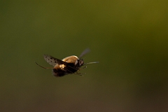 David Plant Photography - Wildlife Photography - Dotted beefly, Bombylius discolor - N