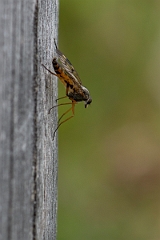 David Plant Photography - Wildlife Photography - Downlooker snipefly, Rhagio scolopaceus - C