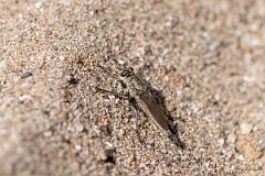 David Plant Photography - Wildlife Photography - Dune robberfly, Philonicus albiceps - A