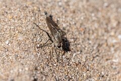 David Plant Photography - Wildlife Photography - Dune robberfly, Philonicus albiceps - B