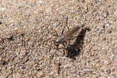 David Plant Photography - Wildlife Photography - Dune robberfly, Philonicus albiceps - C
