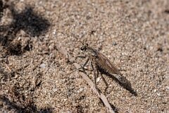 David Plant Photography - Wildlife Photography - Dune robberfly, Philonicus albiceps - D