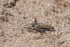 David Plant Photography - Wildlife Photography - Dune robberfly, Philonicus albiceps - E