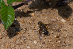 David Plant Photography - Wildlife Photography - Dune villa, Villa modesta - A
