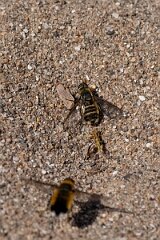 David Plant Photography - Wildlife Photography - Dune villa, Villa modesta - B