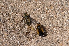 David Plant Photography - Wildlife Photography - Dune villa, Villa modesta - C