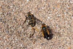 David Plant Photography - Wildlife Photography - Dune villa, Villa modesta - D