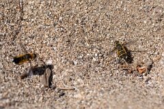 David Plant Photography - Wildlife Photography - Dune villa, Villa modesta - E