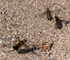 David Plant Photography - Wildlife Photography - Dune villa, Villa modesta - F