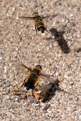 David Plant Photography - Wildlife Photography - Dune villa, Villa modesta - G
