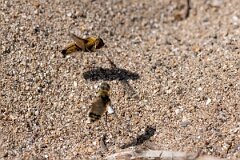 David Plant Photography - Wildlife Photography - Dune villa, Villa modesta - H