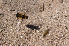 David Plant Photography - Wildlife Photography - Dune villa, Villa modesta - I