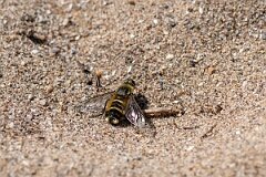 David Plant Photography - Wildlife Photography - Dune villa, Villa modesta - J