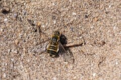 David Plant Photography - Wildlife Photography - Dune villa, Villa modesta - K
