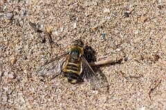 David Plant Photography - Wildlife Photography - Dune villa, Villa modesta - L