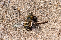 David Plant Photography - Wildlife Photography - Dune villa, Villa modesta - M