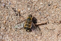 David Plant Photography - Wildlife Photography - Dune villa, Villa modesta - N