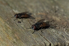 David Plant Photography - Wildlife Photography - Face fly, Musca autumnalis - A