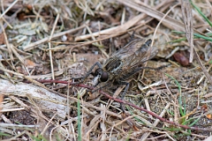 David Plant Photography - Wildlife Photography - Fan-bristled robberfly, Dysmachus trigonus - A