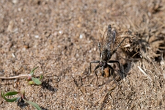 David Plant Photography - Wildlife Photography - Fan-bristled robberfly, Dysmachus trigonus - C