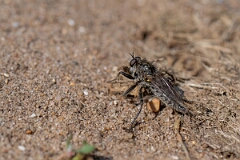 David Plant Photography - Wildlife Photography - Fan-bristled robberfly, Dysmachus trigonus - D