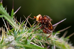 David Plant Photography - Wildlife Photography - Ferruginous bee-grabber, Sicus ferrugineus - A