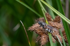 David Plant Photography - Wildlife Photography - Flecked general, Stratiomys singularior - A