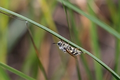 David Plant Photography - Wildlife Photography - Flecked general, Stratiomys singularior - B
