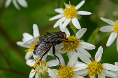 David Plant Photography - Wildlife Photography - Flesh fly, Sarcophaga carnaria - A