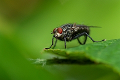 David Plant Photography - Wildlife Photography - Flesh fly, Sarcophaga carnaria - C