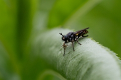 David Plant Photography - Wildlife Photography - Golden-haired robberfly, Choerades marginatus - A