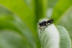 David Plant Photography - Wildlife Photography - Golden-haired robberfly, Choerades marginatus - B