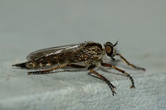 David Plant Photography - Wildlife Photography - Kite-tailed robberfly, Machimus atricapillus - A