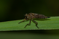 David Plant Photography - Wildlife Photography - Kite-tailed robberfly, Machimus atricapillus - B