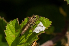 David Plant Photography - Wildlife Photography - Kite-tailed robberfly, Machimus atricapillus - C