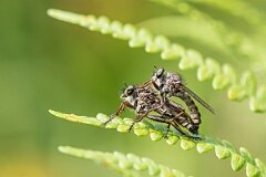 David Plant Photography - Wildlife Photography - Kite-tailed robberfly, Machimus atricapillus - D