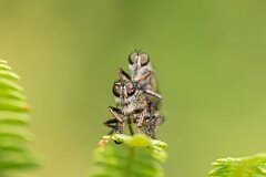 David Plant Photography - Wildlife Photography - Kite-tailed robberfly, Machimus atricapillus - F