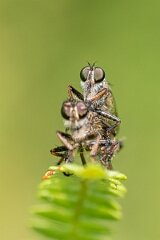 David Plant Photography - Wildlife Photography - Kite-tailed robberfly, Machimus atricapillus - G