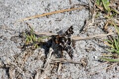 David Plant Photography - Wildlife Photography - Mottled bee fly, Thyridanthrax fenestratus - A