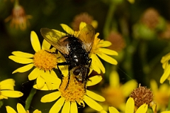 David Plant Photography - Wildlife Photography - Nowickia ferox - B