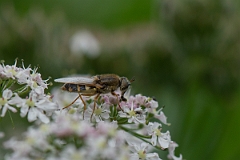David Plant Photography - Wildlife Photography - Ornate brigadier, Odontomyia ornata - A