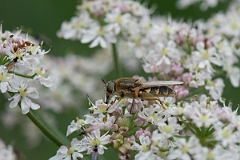David Plant Photography - Wildlife Photography - Ornate brigadier, Odontomyia ornata - B