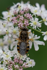 David Plant Photography - Wildlife Photography - Ornate brigadier, Odontomyia ornata - C