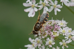 David Plant Photography - Wildlife Photography - Ornate brigadier, Odontomyia ornata - D