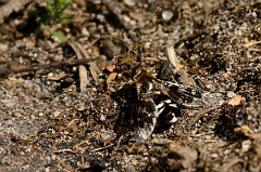 David Plant Photography - Wildlife Photography - Spotted bee-fly Thyridanthrax fenestratus - A