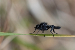 David Plant Photography - Wildlife Photography - St Mark's fly, Bibio marci - A