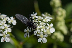 David Plant Photography - Wildlife Photography - St Mark's fly, Bibio marci - B