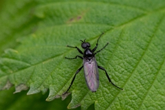 David Plant Photography - Wildlife Photography - St Mark's fly, Bibio marci - C