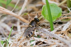 David Plant Photography - Wildlife Photography - Stratiomys potamida - A